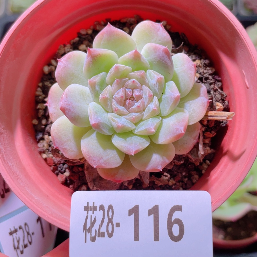 花利美28-116秘境冰魄
