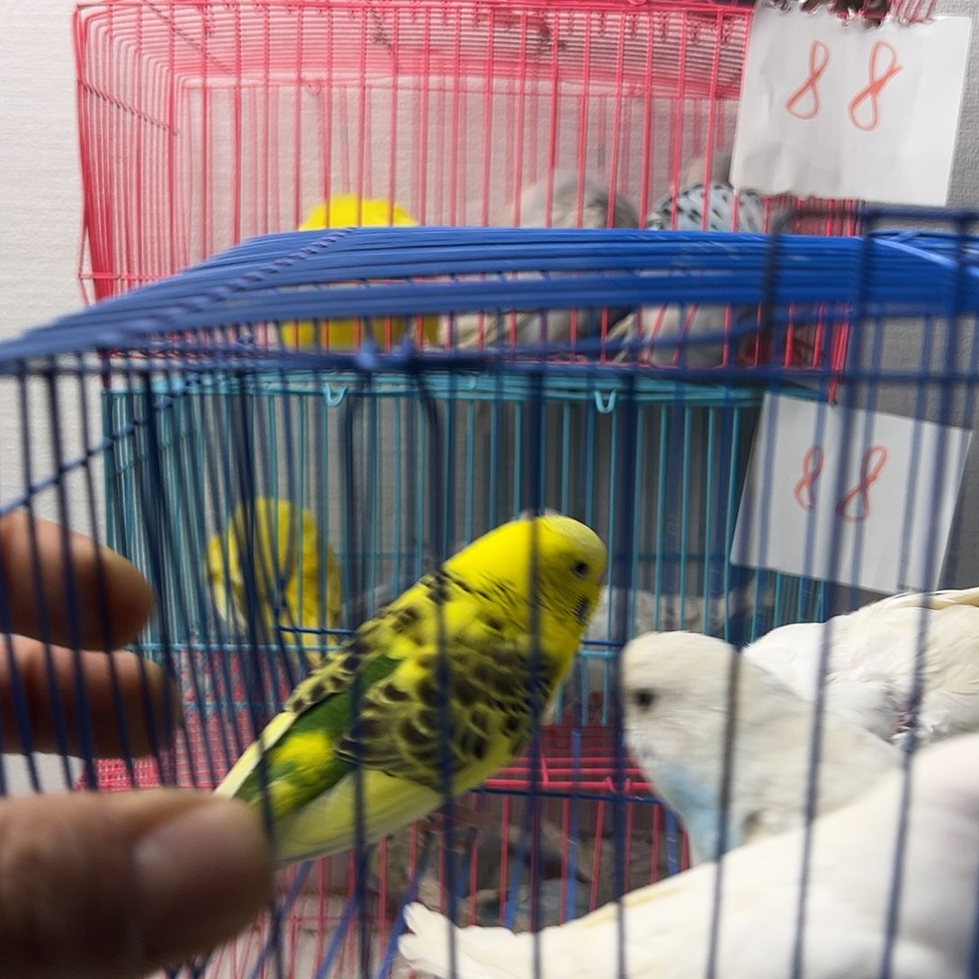 在***乎虎皮鹦鹉大头虎皮6只