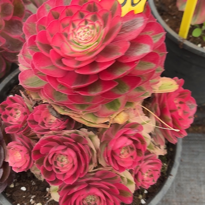 多肉植物福利来580