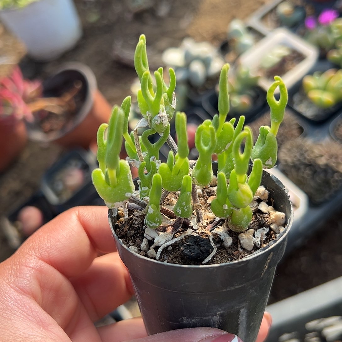 多肉植物多肉植物