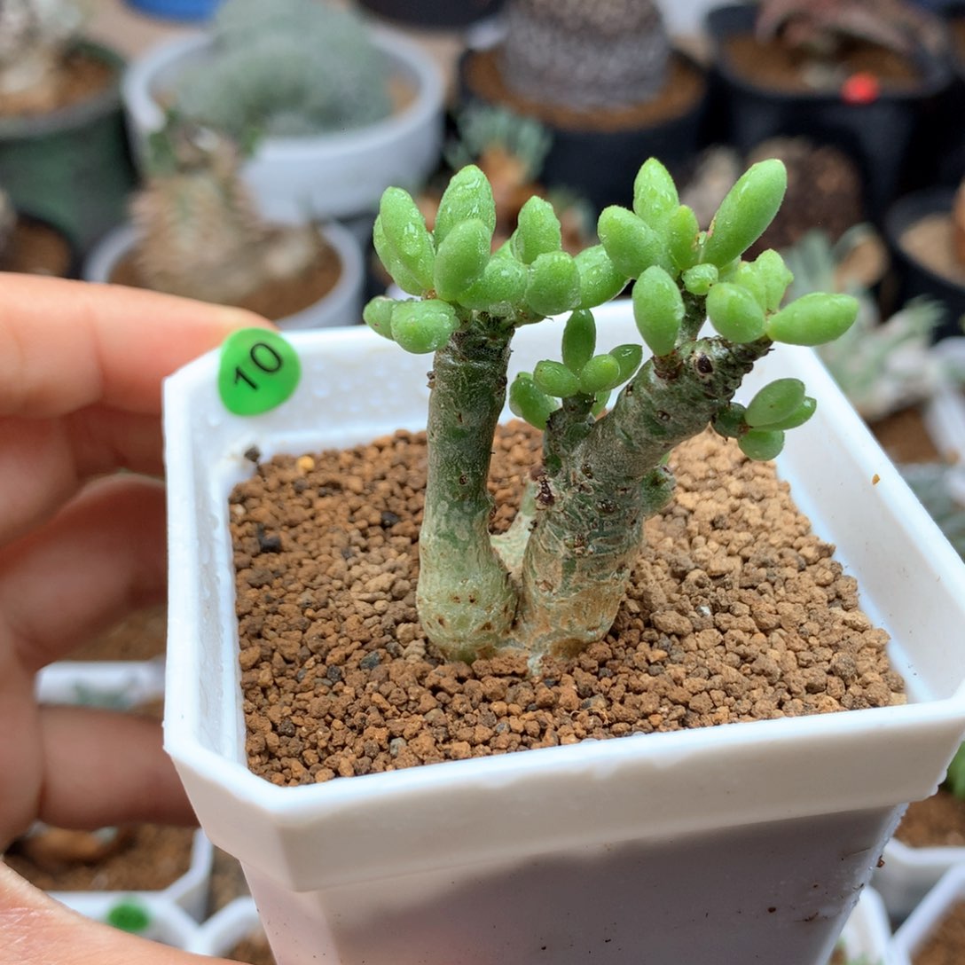 诱惑奇峰锦多肉脱土（不包叶子）