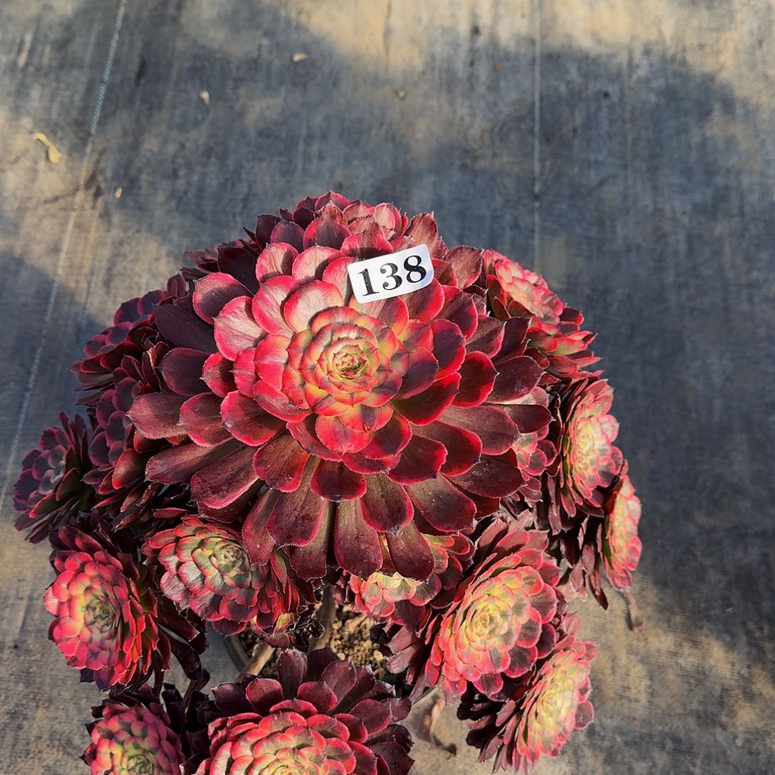 138黑金刚多肉植物