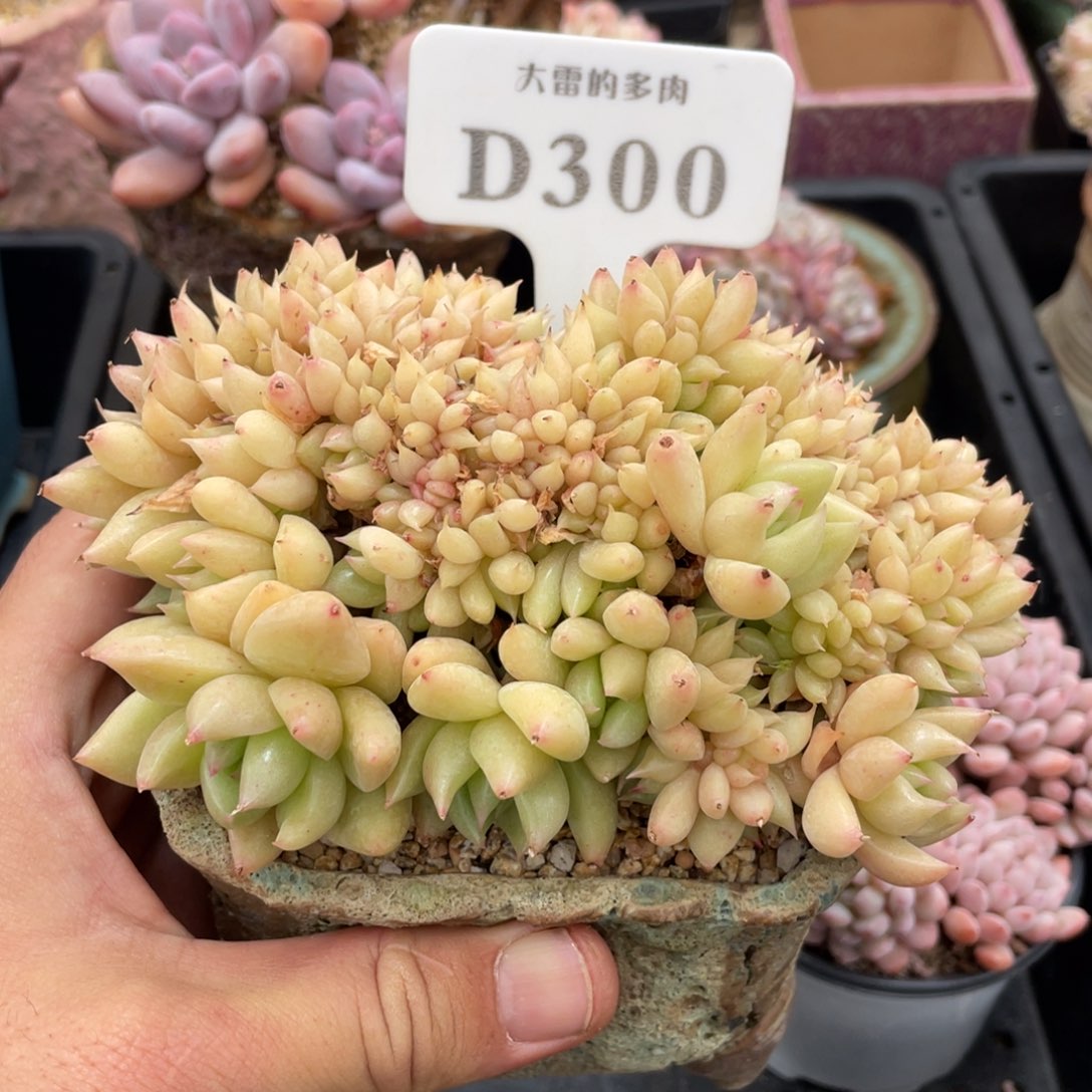 300不认识不带盆14厘米