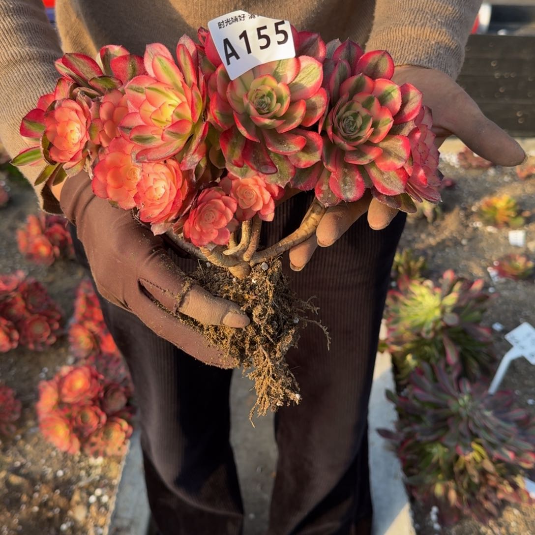 155荔枝。多肉植物