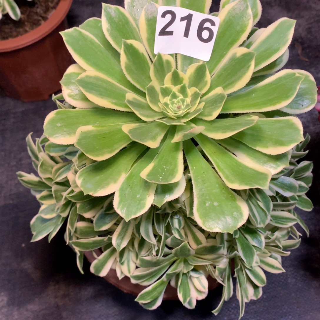 用***8碧玉216有干巴法师多肉植物2000000