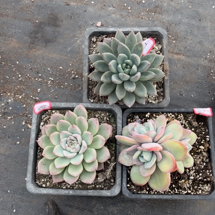 欣***欣奶茶三头红蛋美人天空之城