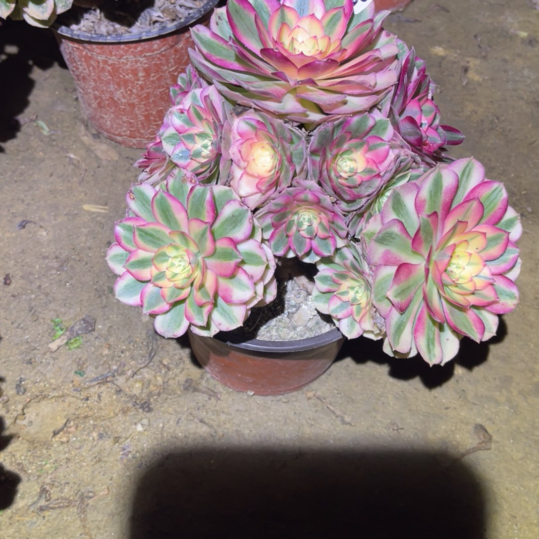 12-26-55倾城法师锦