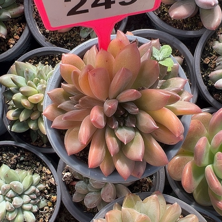 暗纹美人一物一拍249