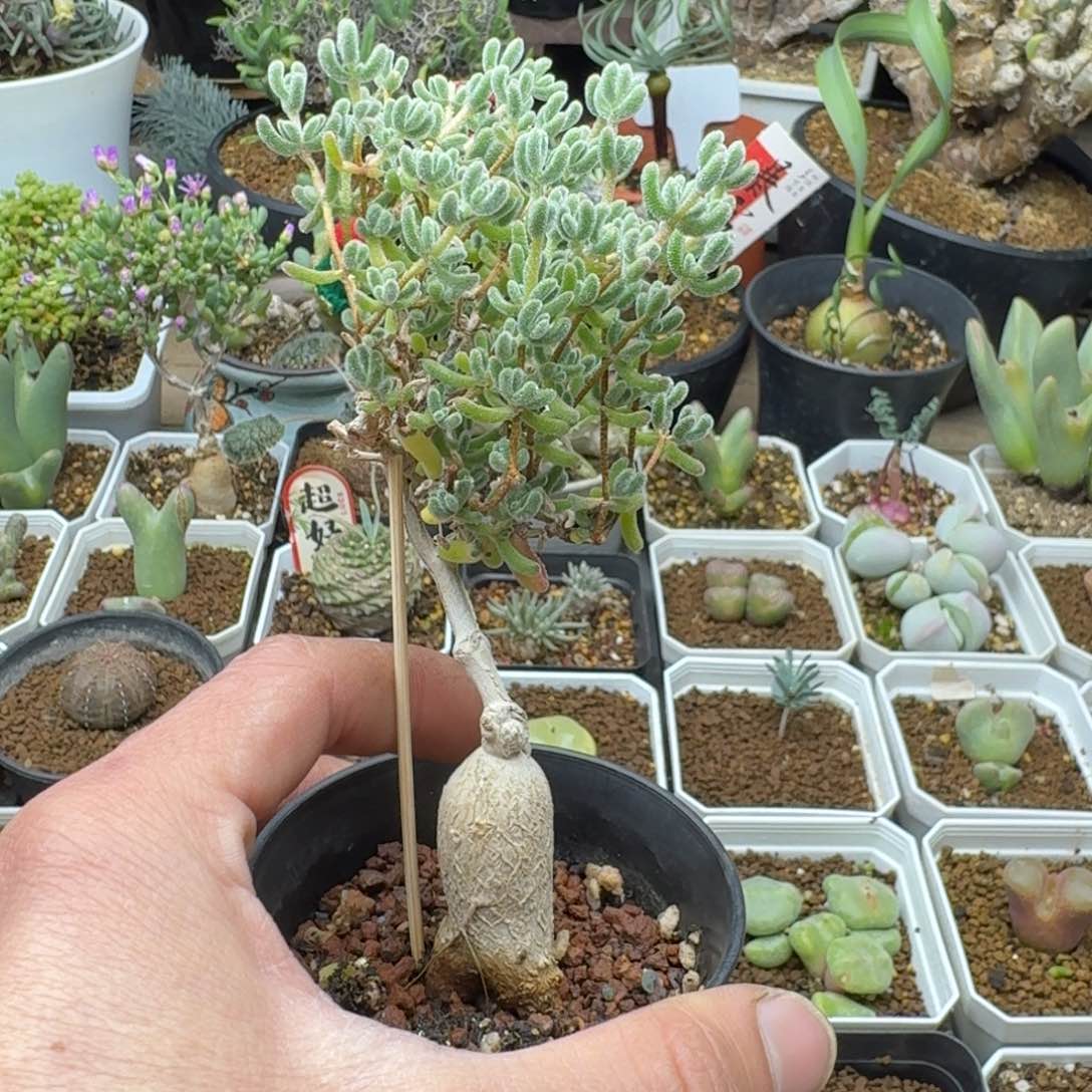 冰晶嫁接多肉。