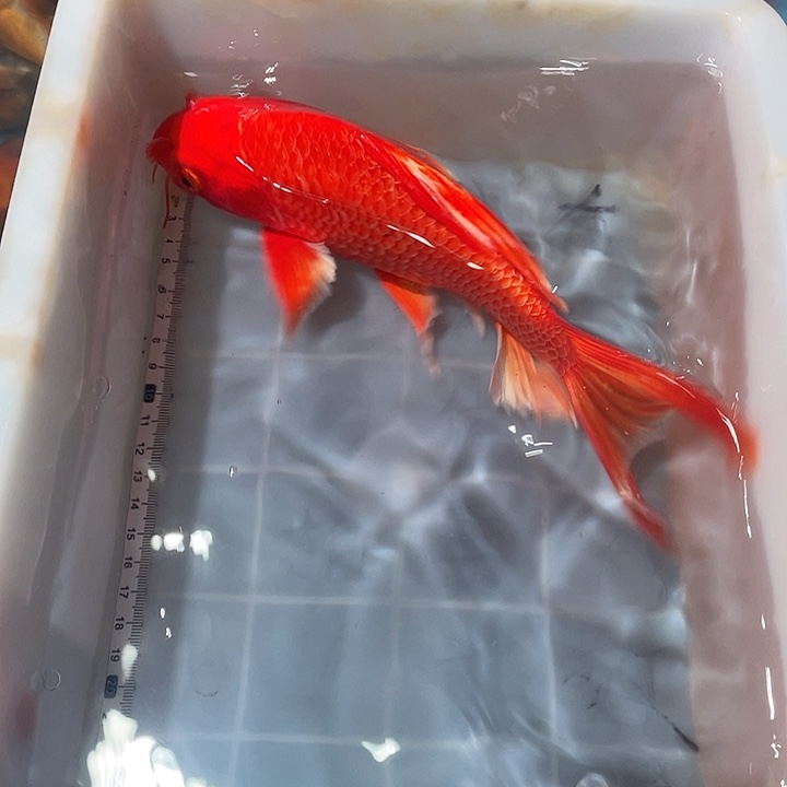 蝴蝶鲤鱼渔场直发47