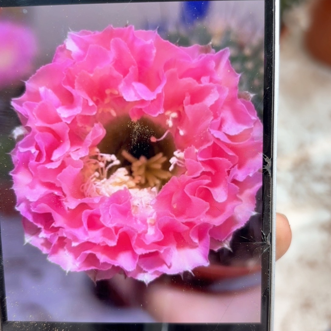 彩草51号6公分左右