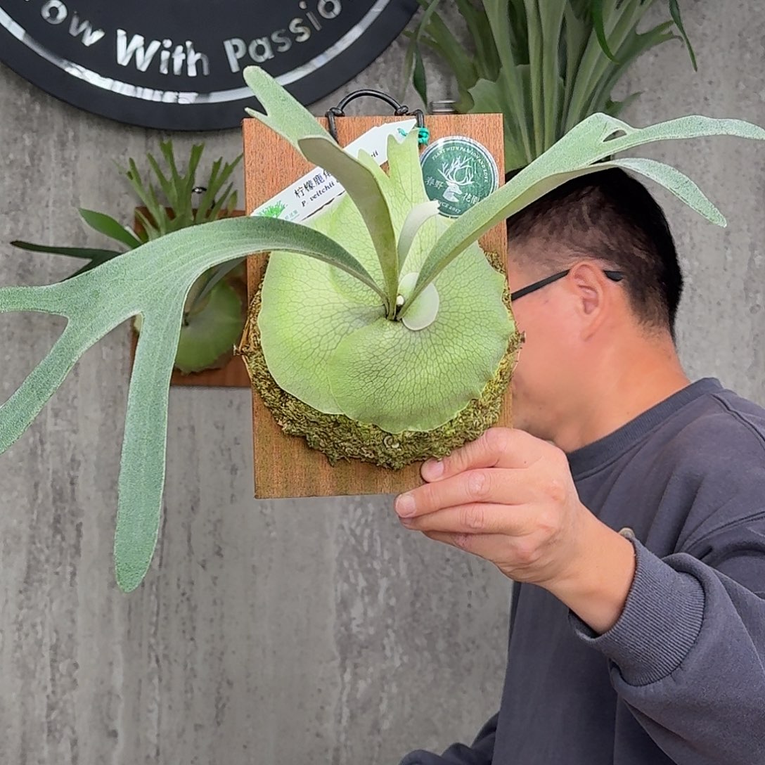 完全开放柠檬鹿角蕨春野花园