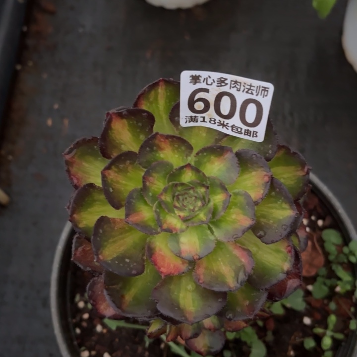 600海王七彩掌心多肉法师锦不包侧枝断枝的
