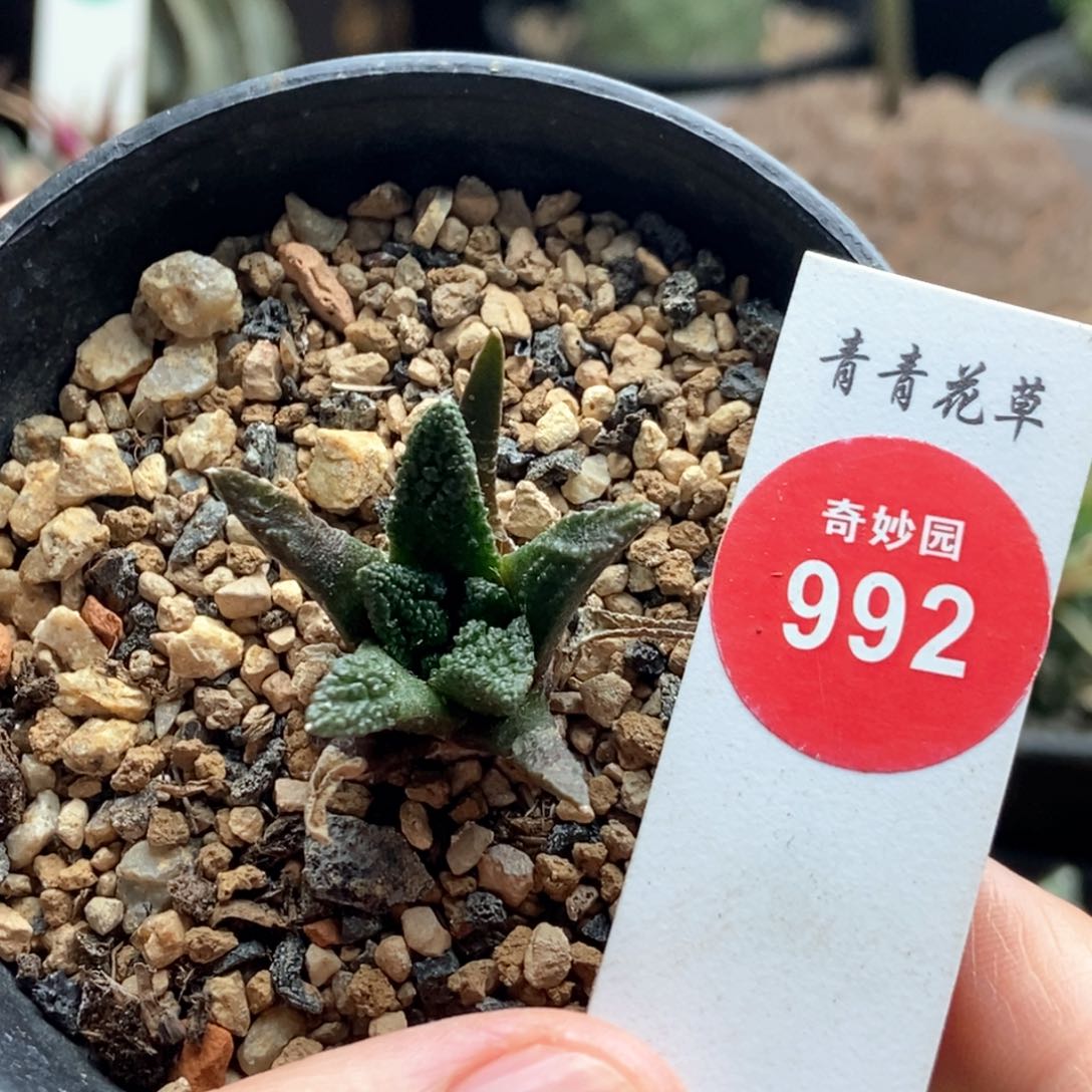 实生输入辛顿牡丹2.9cm