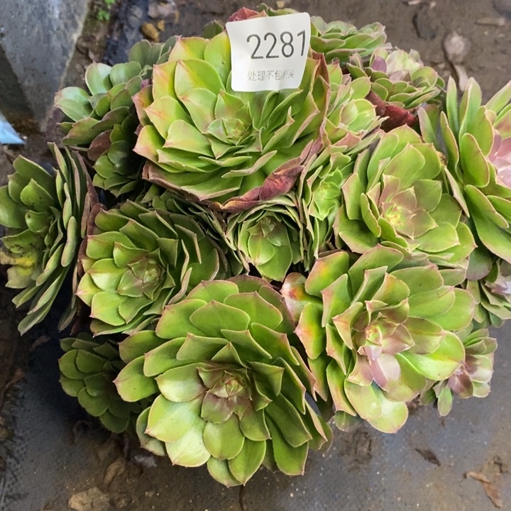 万圣节多肉断头不包2281