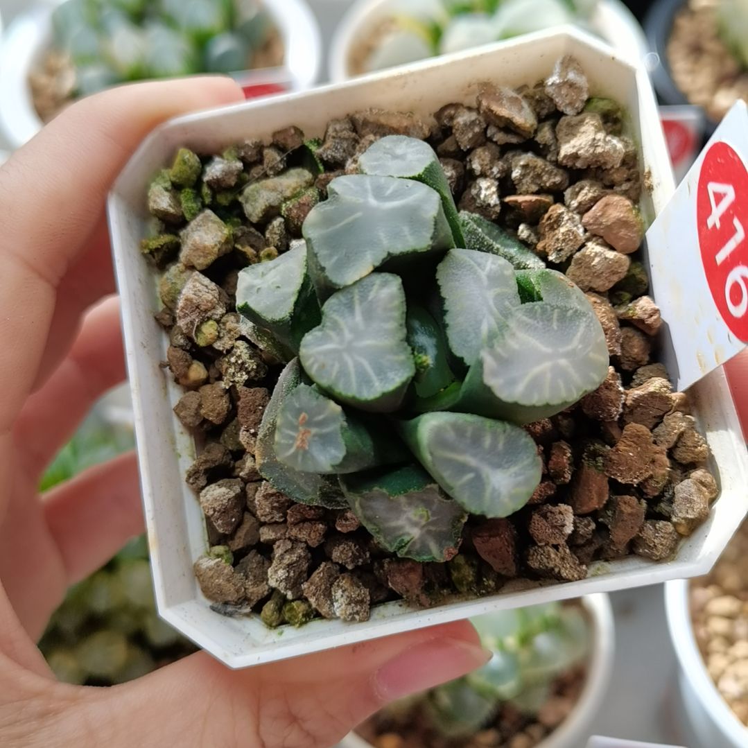 416号白瓷万象锦一物一拍带盆土发货