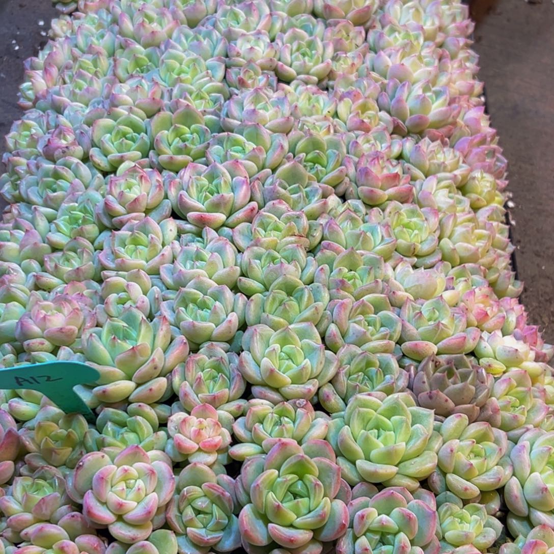 851多肉葡萄的味道真的很好闻