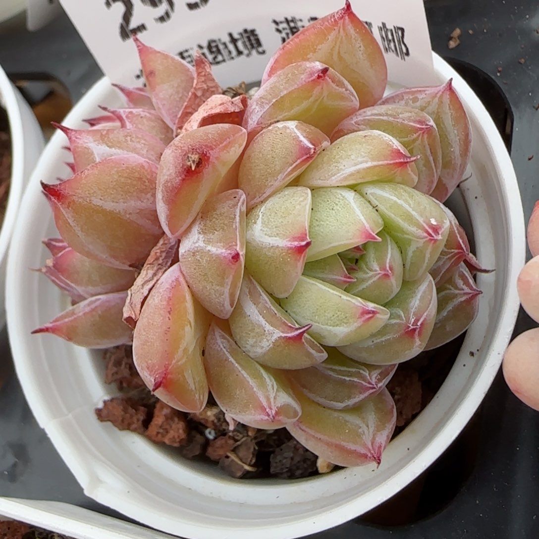 花语逸镜0207-295