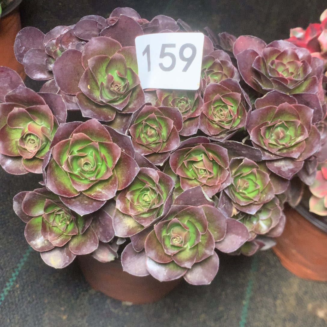 159玫瑰多多肉植物