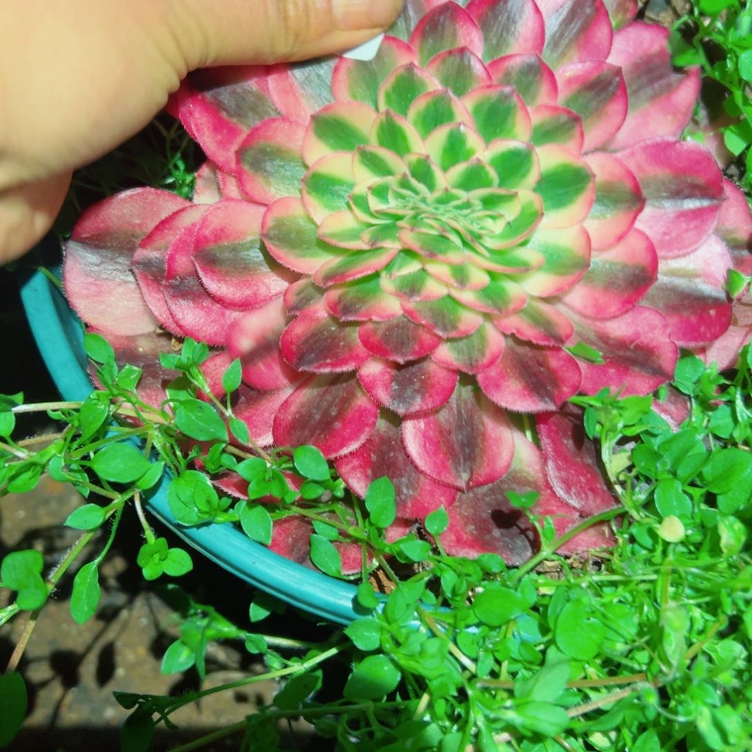 我1598 号多肉法师新年福利