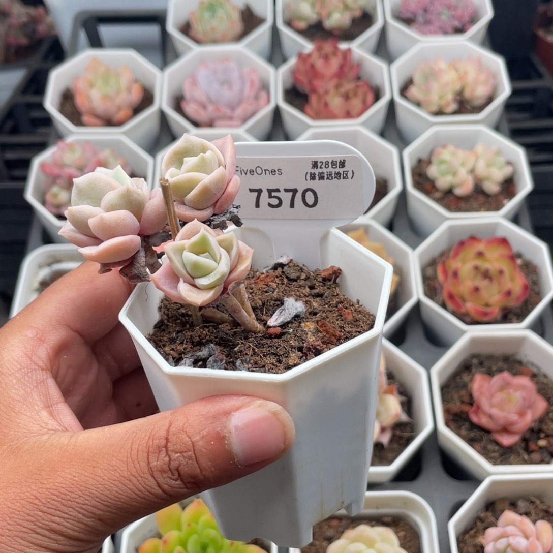 7570可爱玫瑰4.0厘米