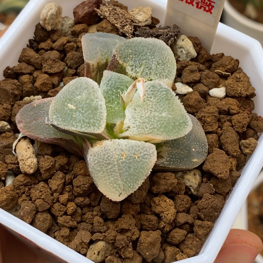 307冰钻磨面寿多肉植物