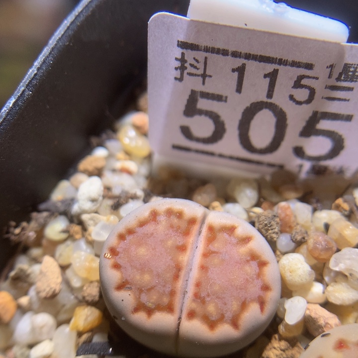 精品生石花115.505