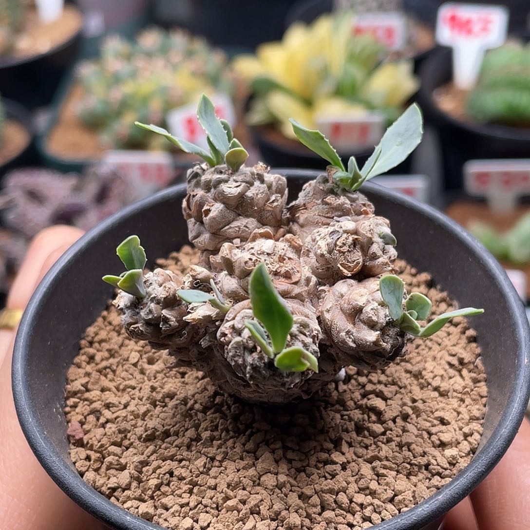 实生多头蛮鬼塔厚敦菊