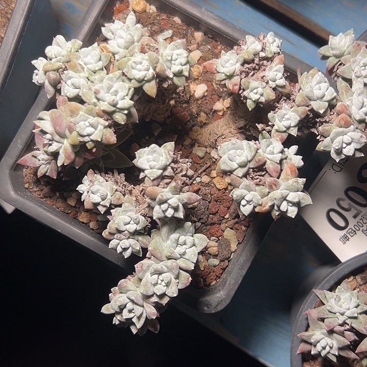 白菊一物一拍1353