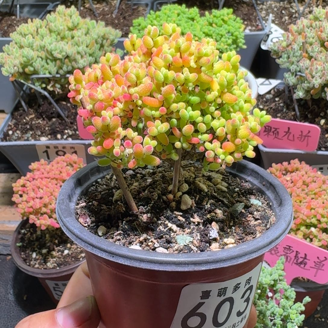 枝干番杏蜜橘糖球603