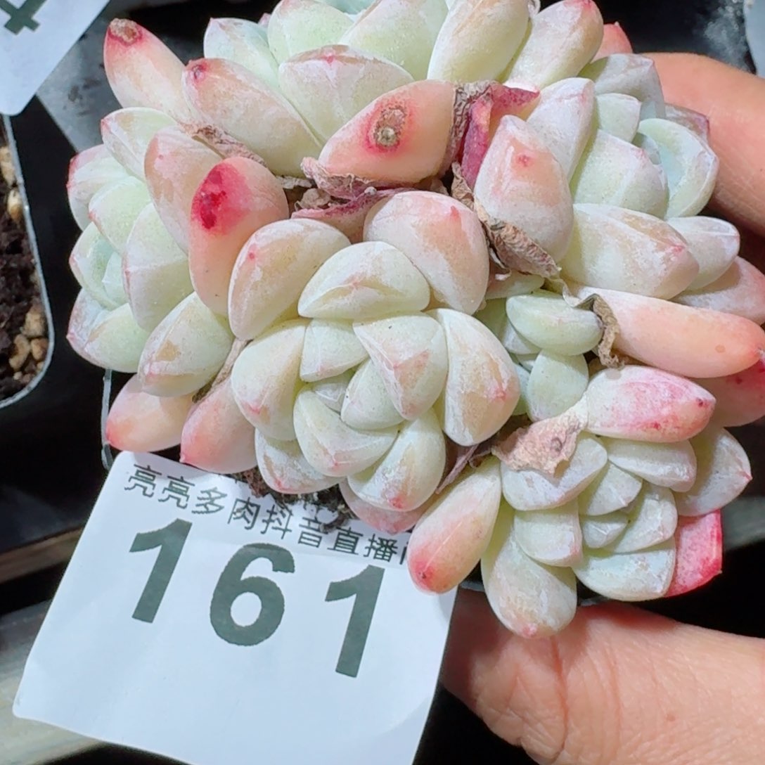 冰玉群生整装无砍