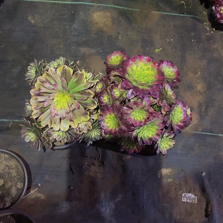 多肉植物组合两颗26号不包损