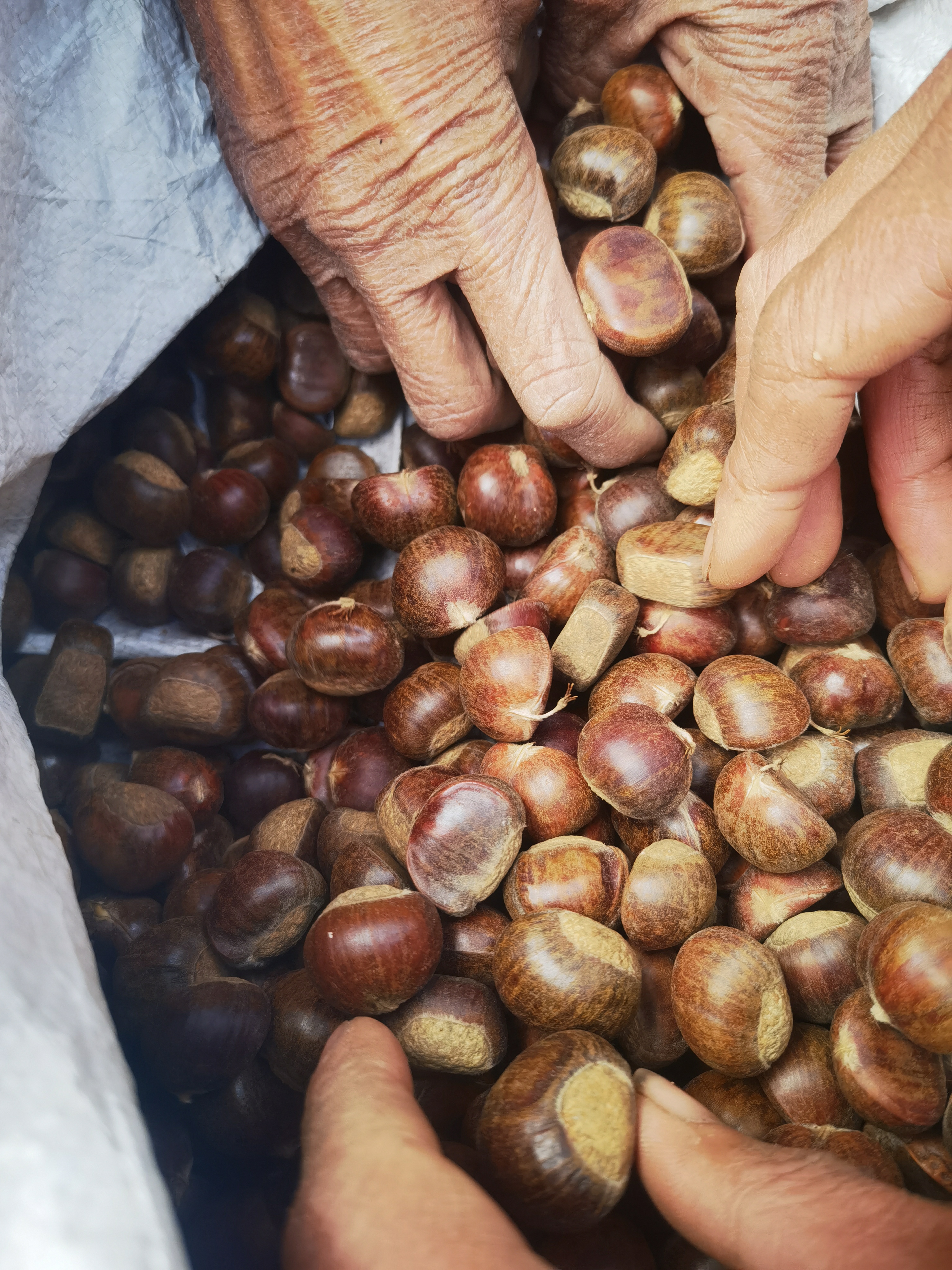 蓟县老品种板栗，自然生长无人工干预
