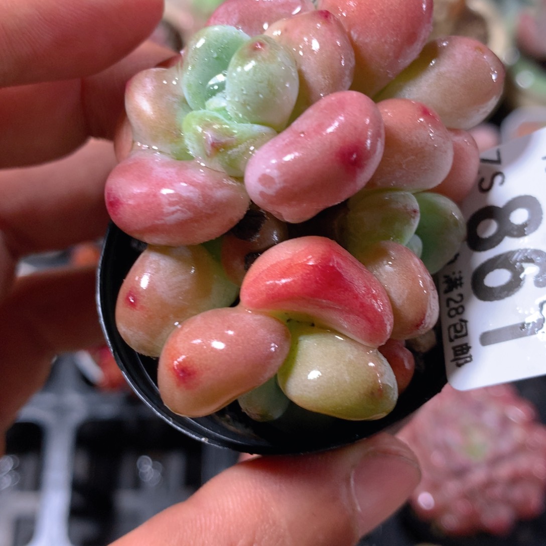 5CM拇指盆精控多肉ZS861