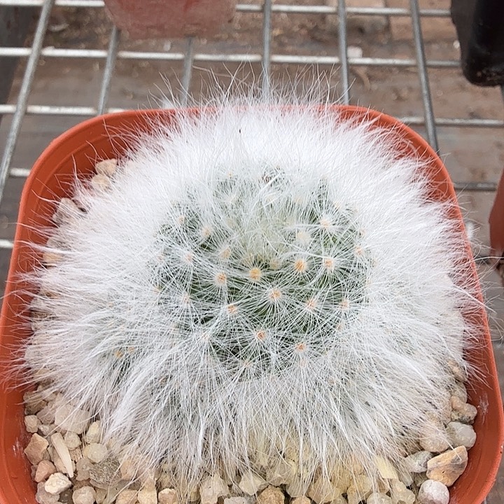 @***芸无刺丽光殿6仙人球