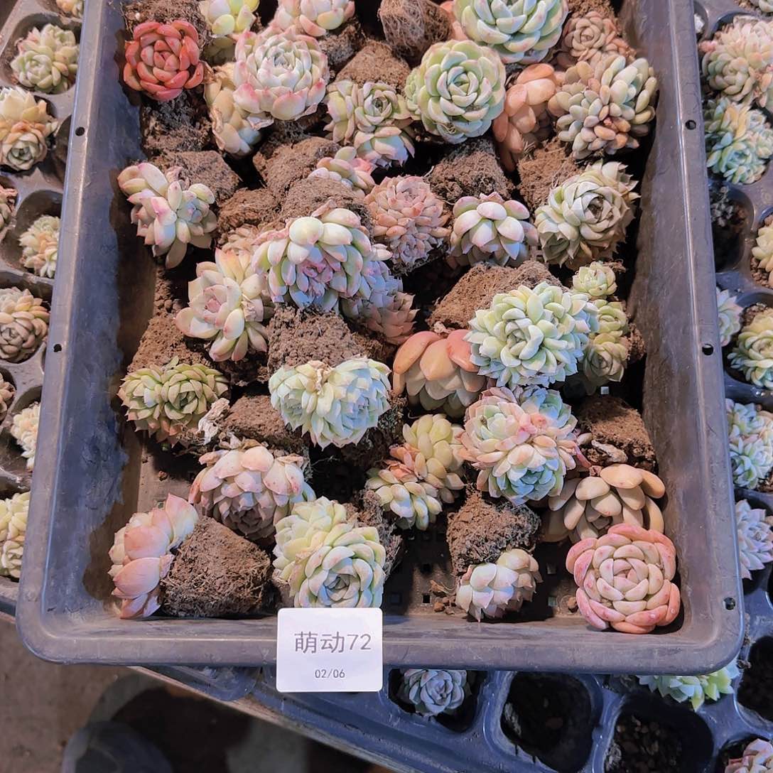 直播一物一拍多肉72