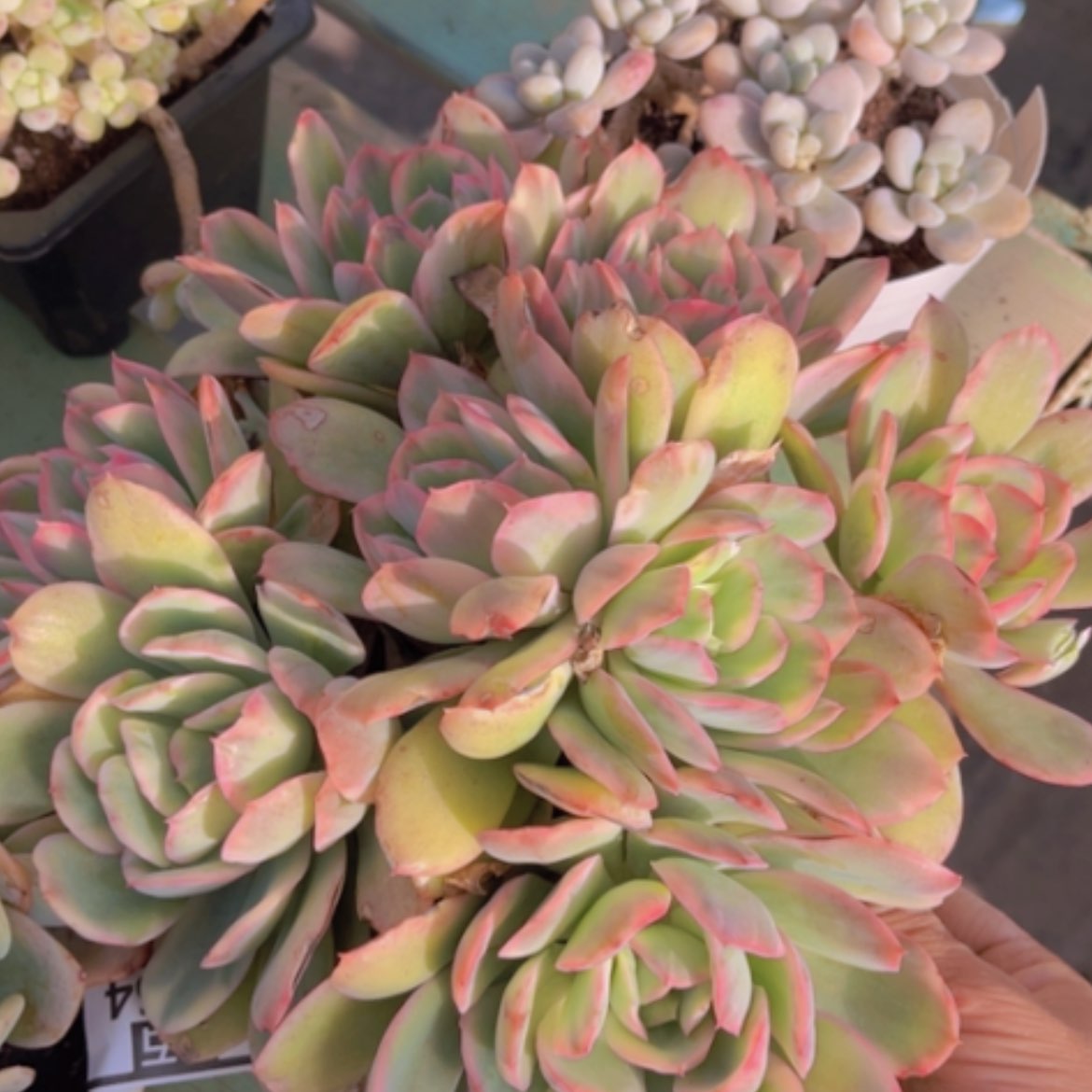 【闪购商品】绮罗锦14226