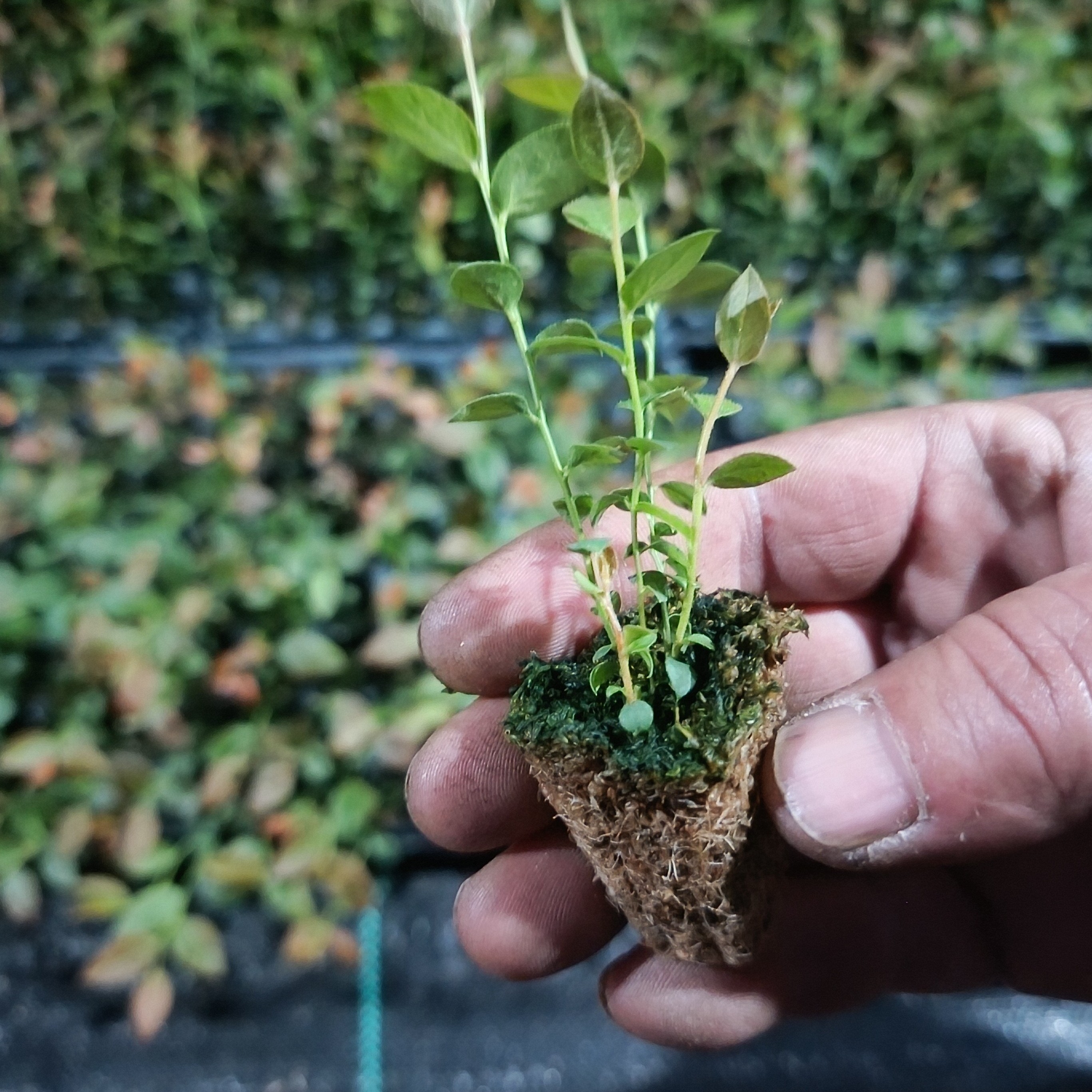 (128颗穴盘苗)蓝莓花香25组培苔藓苗耐寒纯甜好养果树苗丰产果树