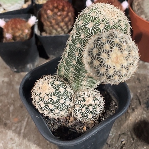 实生皇冠虾过年福利