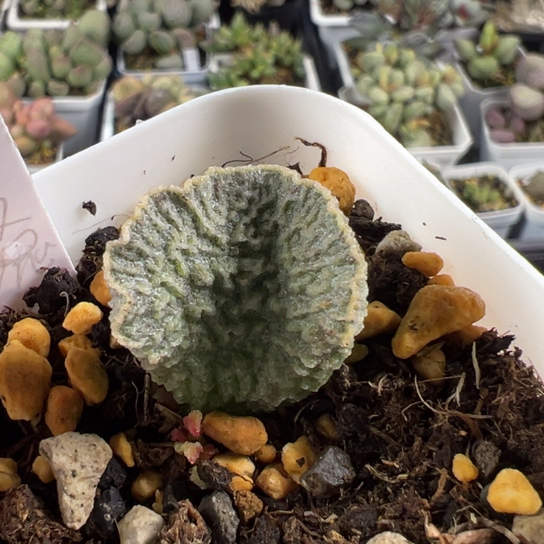 132红玫瑰叶插苗大苗