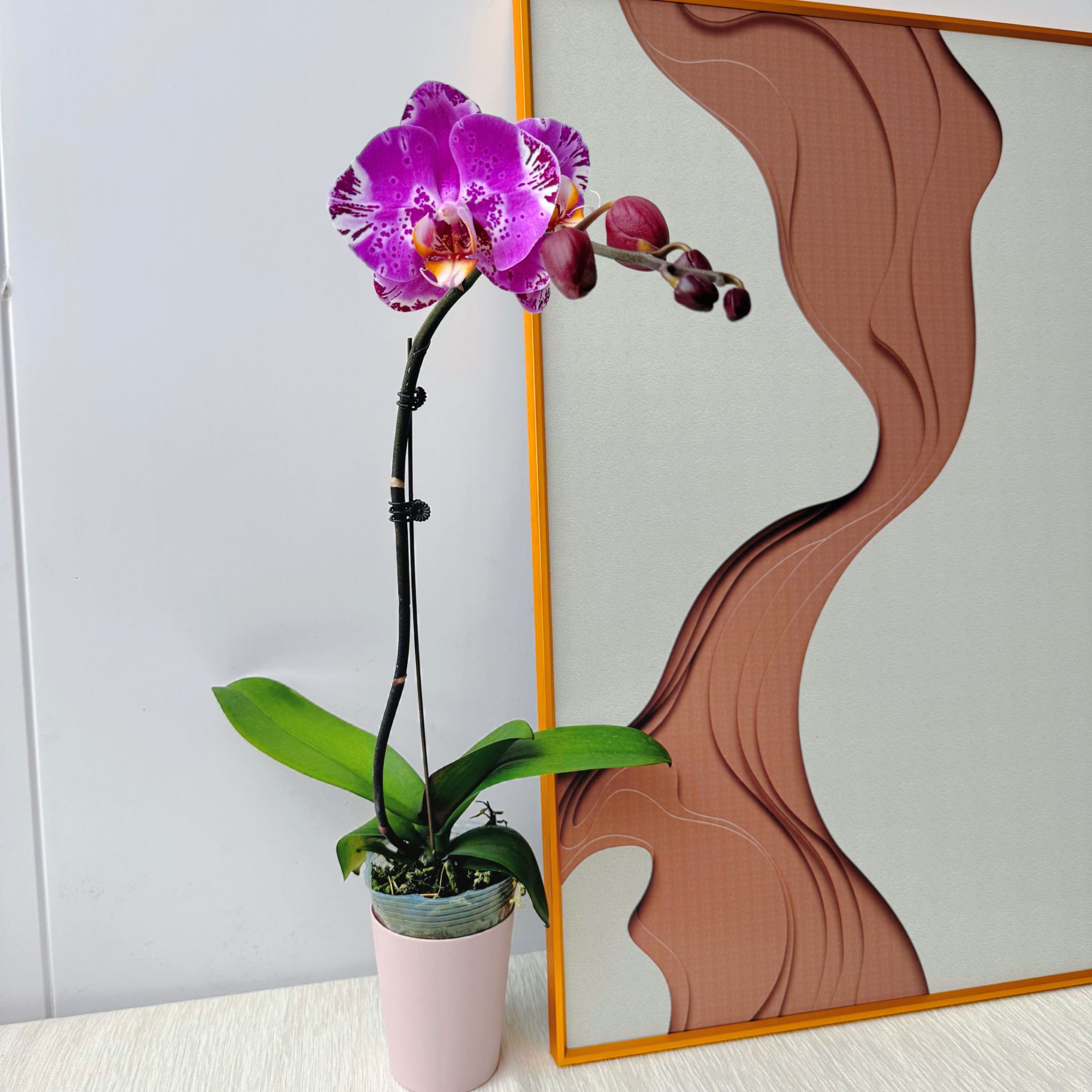 【绝美藏宝图】3.0寸杯 蝴蝶兰带花带花苞 室内百搭【澧兰汀专属】