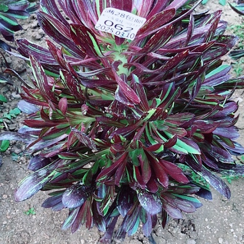 3.10-62水墨丹青多肉植物