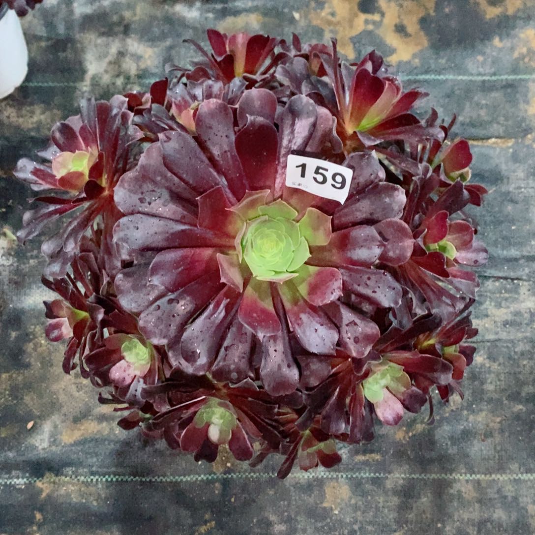 欧紫159多肉1111