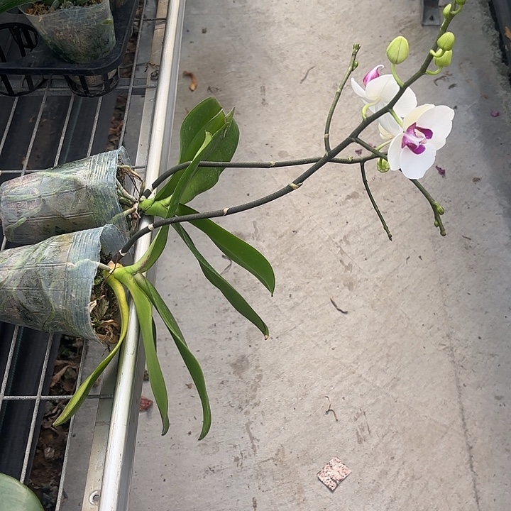 当前无花栽培后可以开花雪玉特价2颗不售后