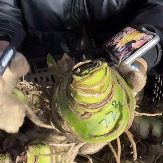 甜蜜妮芙22号 10+主球带两个侧 开花包对版