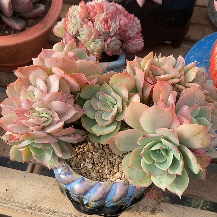 多肉植物肉肉植物