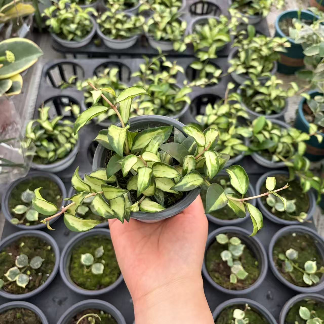 绿孔雀球兰Hoya Lacunosa Tricolor Bruno室内绿植