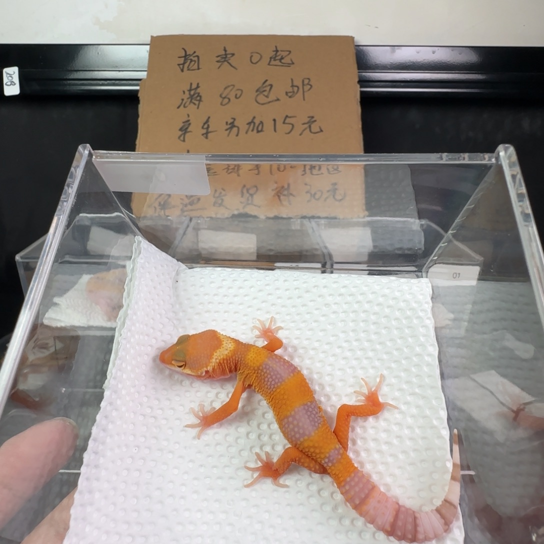 豹纹守宫雨水蜜橘弟弟