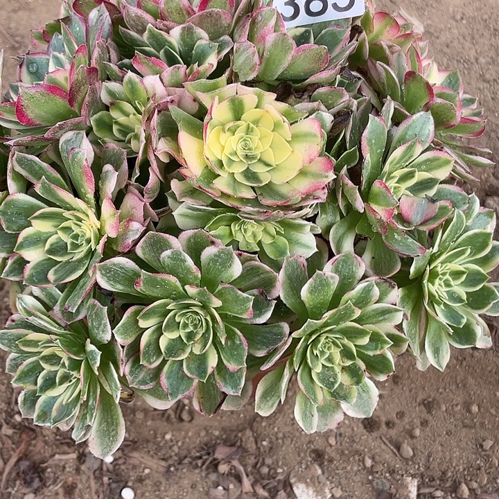 385海仙多肉植物的