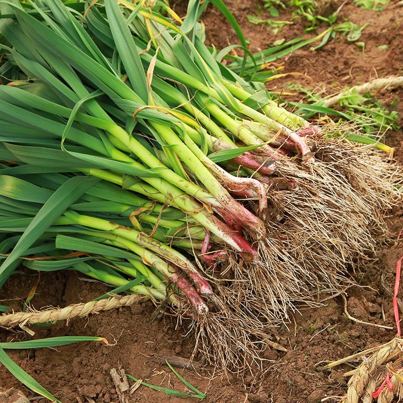 蒜苗新鲜红皮大蒜苗新鲜蔬菜农家自种香蒜红根带泥紫皮大蒜苗批发